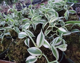 Super Variegated Vanilla Bean Orchid / Vanilla planifolia well established 4-6 inches long plug with great roots