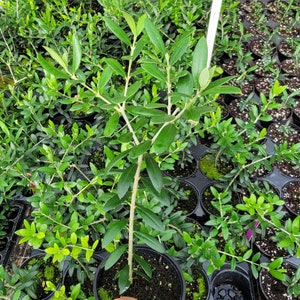 May include: A small olive tree sapling in a black plastic pot. The tree has green leaves and a thin, brown trunk. The sapling is surrounded by other potted plants.