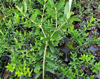 Arbequina Olive tree in 4 inch pot, well established, 8-12 inches tall BRANCHING