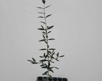 Live Chemlali Olive tree 18+ inches tall in 4 inch pot, very well-established roots. Olea Europaea. Branching