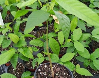 Live Cacao Tree! Theobroma Cacao in 4 inch pot 8-12 inches tall, well-established