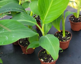 Live musa Dwarf Namwah in 4 inch pot, 18-24 inches tall. established root system and cold hardy!