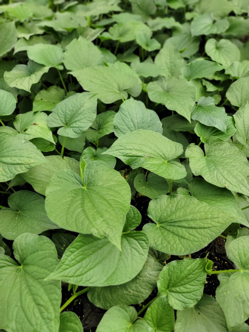 Live plant Kava Kava / Piper methysticum in 4 inch pot 8-12 inches tall image 1