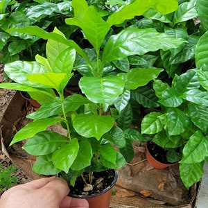 May include: Close-up of a green coffee plant in a brown pot. The plant has large, dark green leaves and is surrounded by other plants.