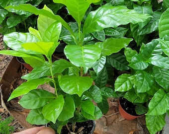 Coffee Arabica Live plant in 4 inch pot. 5-9 plants per pot. Well established roots