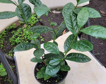 Sochi Large Leaf Tea plant, Camellia sinensis, extremely cold hardy, well-established in 6 in pot, 12-15 inches tall