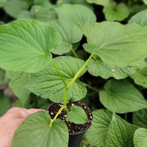 Live plant Kava Kava / Piper methysticum in 4 inch pot 8-12 inches tall image 2