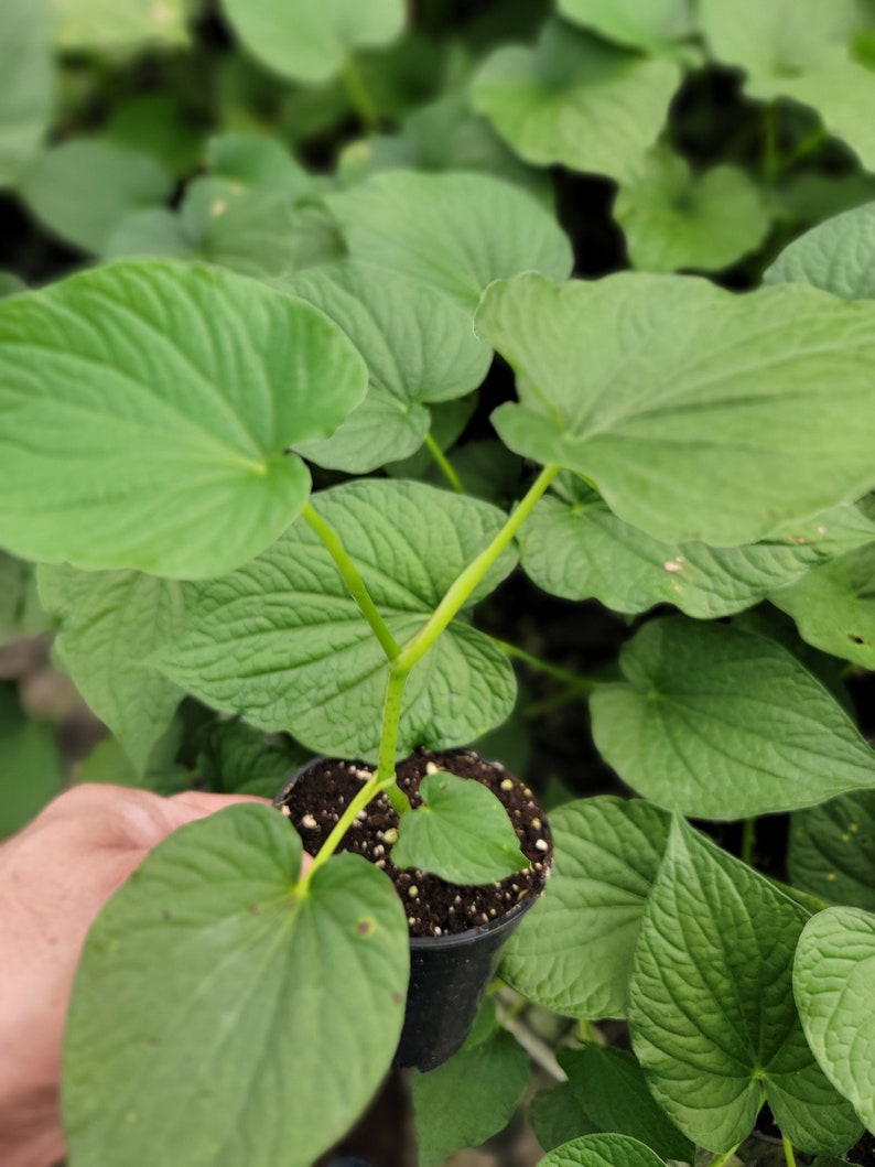 Live plant Kava Kava / Piper methysticum in 4 inch pot 8-12 inches tall image 2