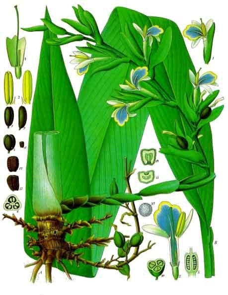 Live True Cardamom plant in 4 inch pot, 15+ inches tall. Well-established roots. Elettaria cardamomum, ships in 24 inch box