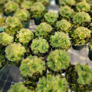 May include: Close-up of a group of small green carnivorous plants in pots. The plants have long, thin leaves with tiny hairs and are arranged in a cluster.