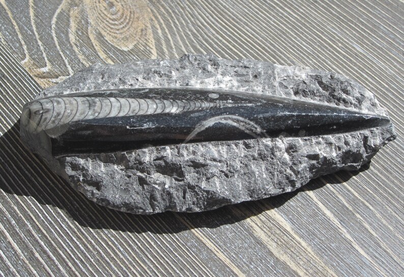 Unique Office Gift Science Specimen Orthoceras Fossil