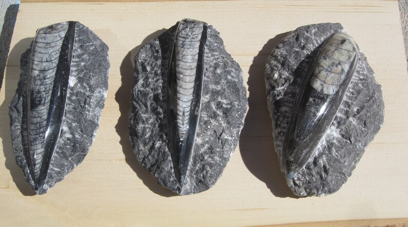 Unique Office Gift Science Specimen Orthoceras Fossil