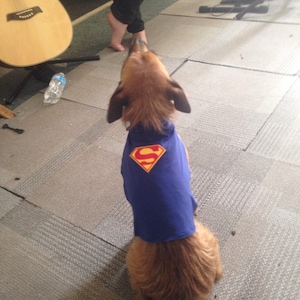 DC Variety - Handmade Premium Cat Cape