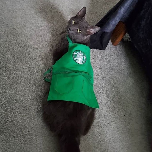 Purrista Apron Pop Culture