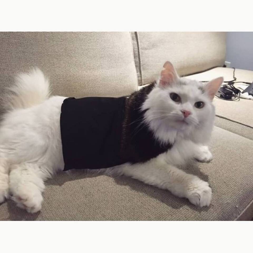 Television and Movie Variety Handmade Premium Cat Cape Etsy