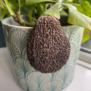 K&ouml;nnte beinhalten: Eine dunkelbraune Avocado mit einer rauen, strukturierten Schale sitzt in einem blau-wei&szlig; gemusterten Keramiktopf. Der Topf ist mit gr&uuml;nen, bl&auml;ttrigen Pflanzen gef&uuml;llt.