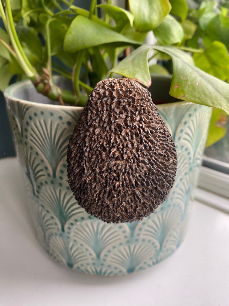K&ouml;nnte beinhalten: Eine dunkelbraune Avocado mit einer rauen, strukturierten Schale sitzt in einem blau-wei&szlig; gemusterten Keramiktopf. Der Topf ist mit gr&uuml;nen, bl&auml;ttrigen Pflanzen gef&uuml;llt.
