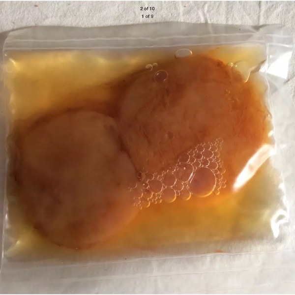 2 Kombucha Scoby Authentic and printed instructions