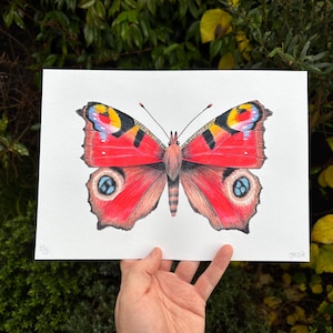 Peacock butterfly - A4 - Glicee print of original insect illustration by Jack Cripps