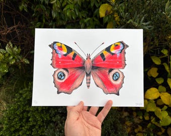 Peacock butterfly - A4 - Glicee print of original insect illustration by Jack Cripps