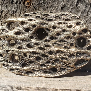 Handmade Men&#39;s Beltbuckle, Cholla Cactus Skeleton Design, Handmade, South Western Style, Cast Bronze