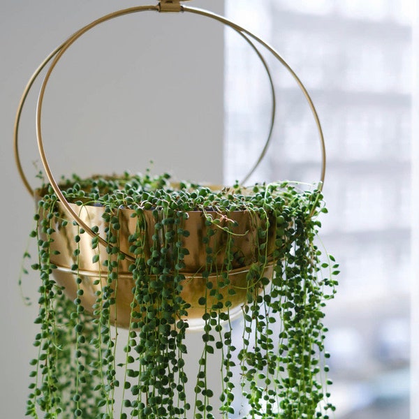 Gold Circle Hanging Planter, Handcrafted Metal Plant Holder, Modern Hanging Decor, Live Plant, Home & Garden, Succulent Pot, Succulent, GOLD