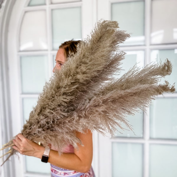 Gray-Tuape Large Fluffy Pampas Grass, Dried 3 Foot Long Plumes (3) Stems, Feathery Pampas, Boho, Rustic and Contemporary Design