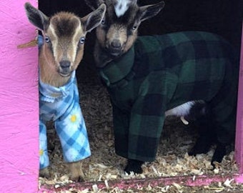 PREEMIE NEWBORN Goat Pajamas: Nigerian Dwarf Preemie Newborn Goat Kid (<3 pounds); Colorful pajamas (sweater, coat) PREEMIE Bottle Baby Size