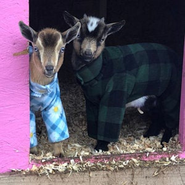 PREEMIE NEWBORN Goat Pajamas: Nigerian Dwarf Preemie Newborn Goat Kid (<3 pounds); Colorful pajamas (sweater, coat) PREEMIE Bottle Baby Size