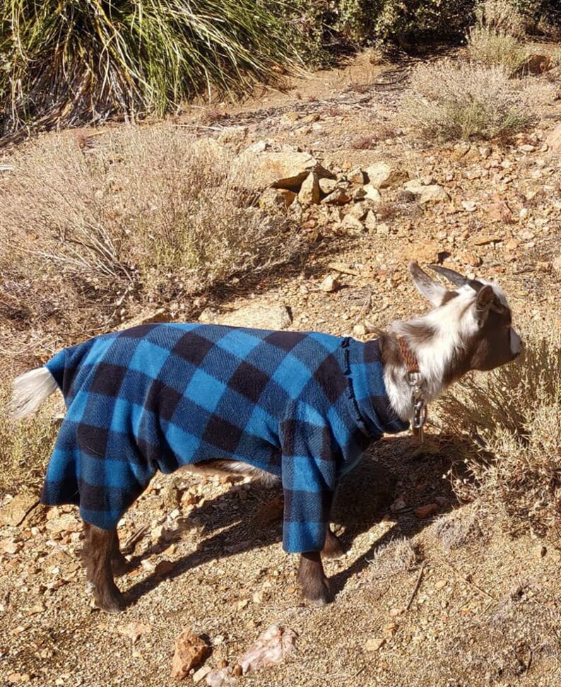 Goat Pajamas 20 Adult Size Dwarf Goat Pajama Selection Etsy