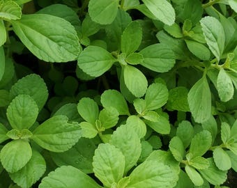 May include: A dense cluster of vibrant green leaves with serrated edges and visible veins. The foliage is arranged in a layered pattern, showcasing various shades of light and medium green. The leaves are oval-shaped and grow from central stems.