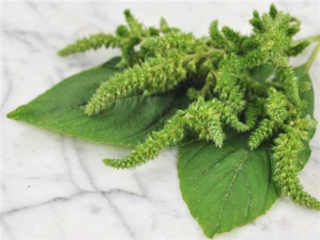 Jamaican Callaloo Seeds Hand Harvested Organically Grown Non GMO Etsy