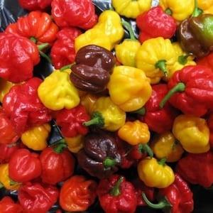 Organic & Hand-Harvested Exotic Jamaican Hot Pepper Seeds
