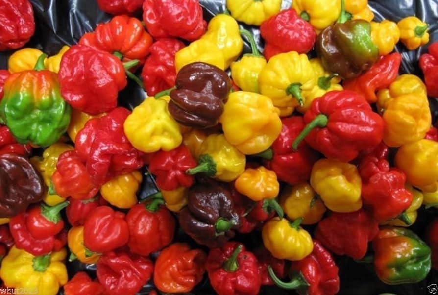 Organic & Hand-Harvested Exotic Jamaican Hot Pepper Seeds