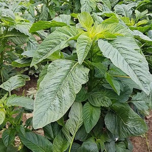 Jamaican Callaloo Seeds - Hand Harvested - Organically Grown -  Non GMO