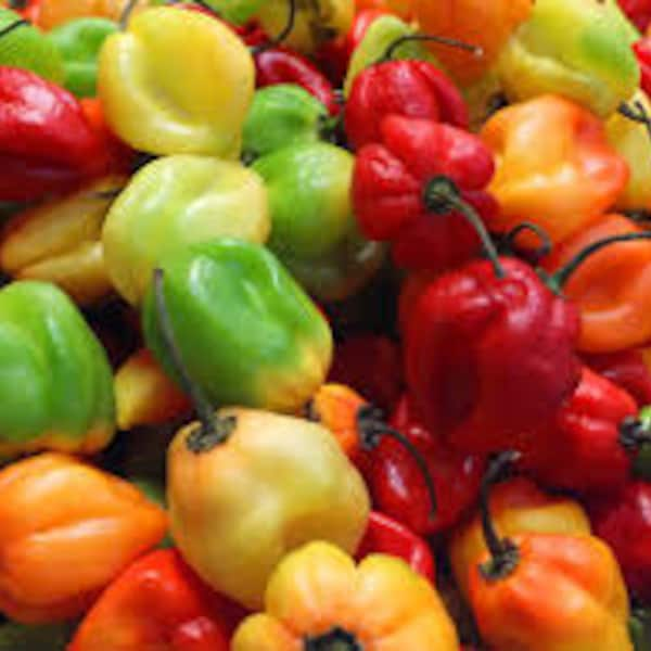 Organic & Hand-Harvested Exotic Jamaican Scotch Bonnet Pepper Seeds