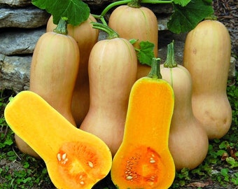 Organic Butternut Squash Seeds