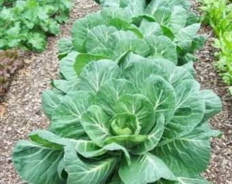 Organic Non GMO Collard Green Seeds - Hand Harvested - Great for Southern and Northern Gardens