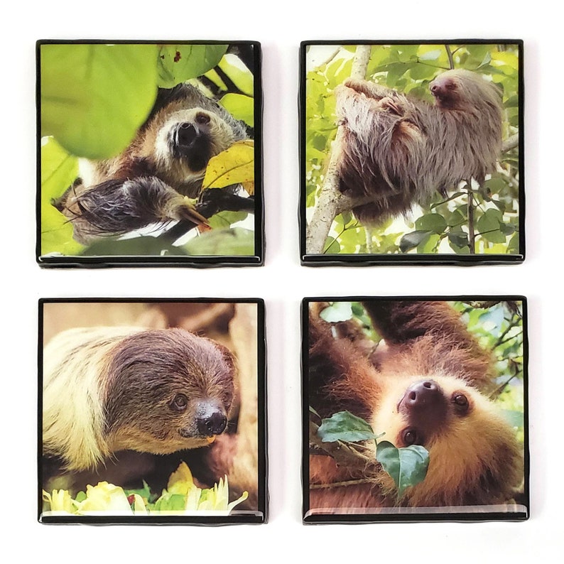 Black Edges Sloths Resin Tile Drink Coaster Set