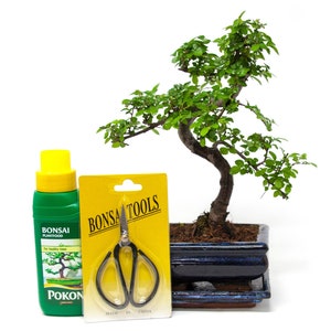 May include: A bonsai tree in a blue ceramic pot with a yellow package of bonsai tools and a green bottle of bonsai plant food labelled "Pokon".