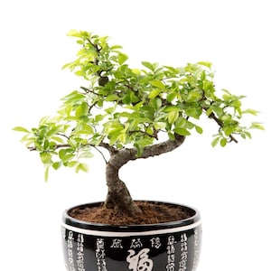 May include: A small bonsai tree with green leaves in a black ceramic pot with white Chinese characters. The pot has three legs.