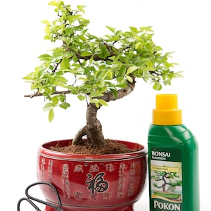 May include: A small bonsai tree in a red pot with Chinese characters. The tree has green leaves and a brown trunk. A bottle of bonsai plant food is next to the pot. The bottle is green with a yellow lid and says "Bonsai Plantfood" and "Pokon" on it.