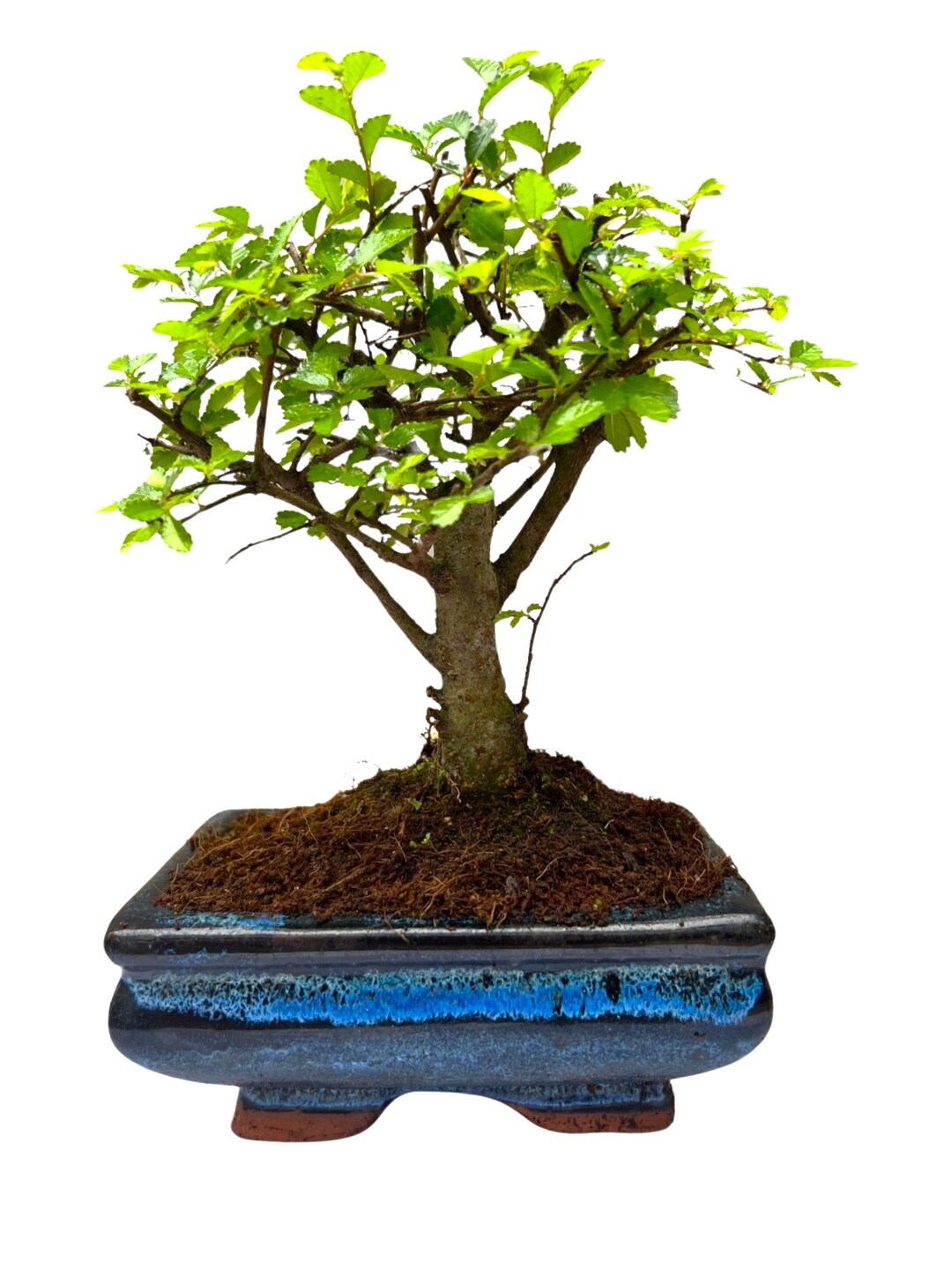 Chinese Elm Bonsai Tree Broom Style No Tray Etsy UK