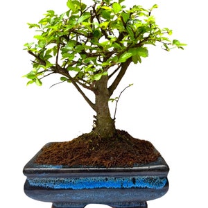 Chinese Elm Bonsai Tree - Broom Style - No Tray