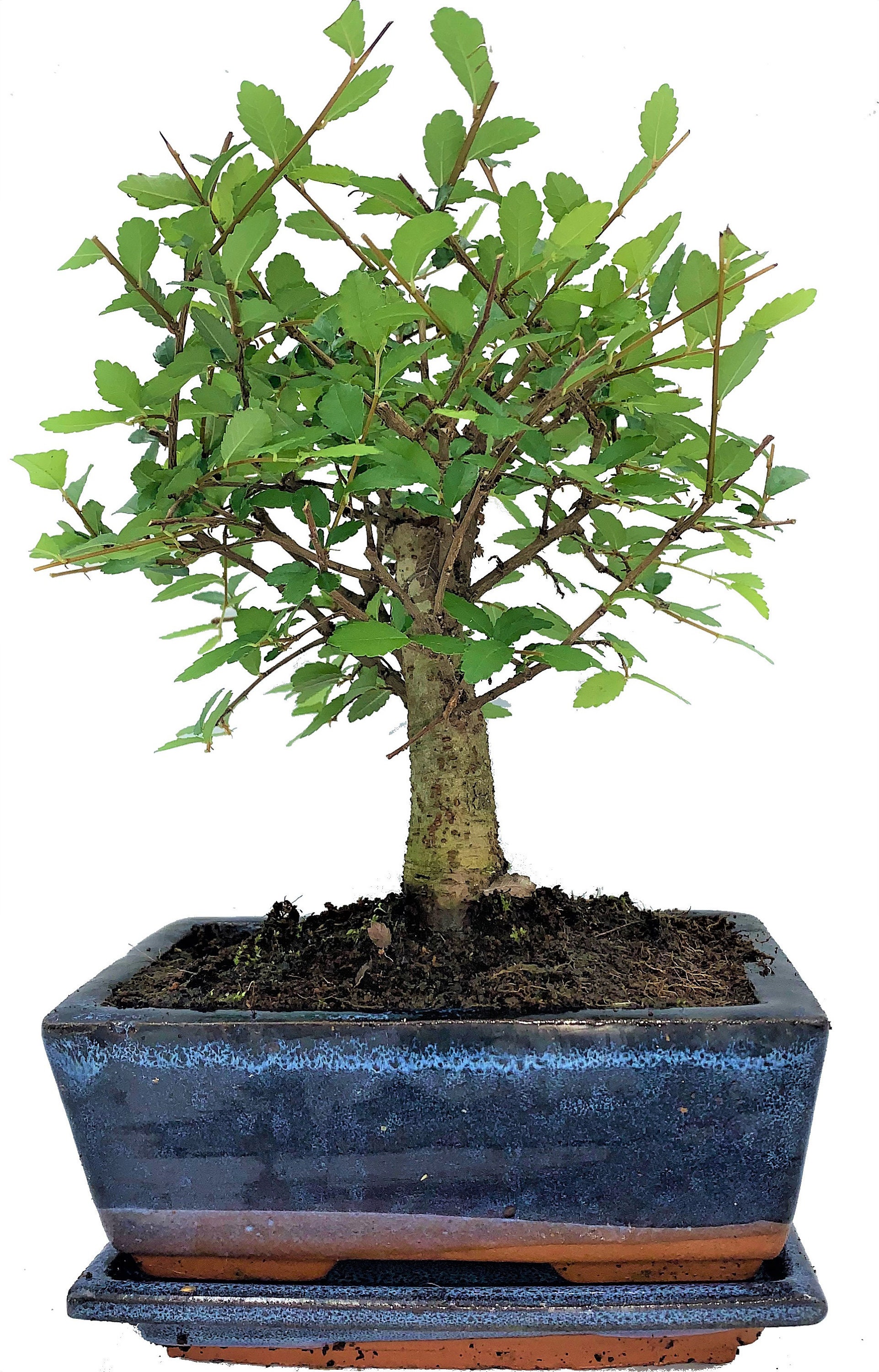Chinese Elm Broom Style Bonsai Tree Supplied With Matching Ceramic Tray Etsy UK