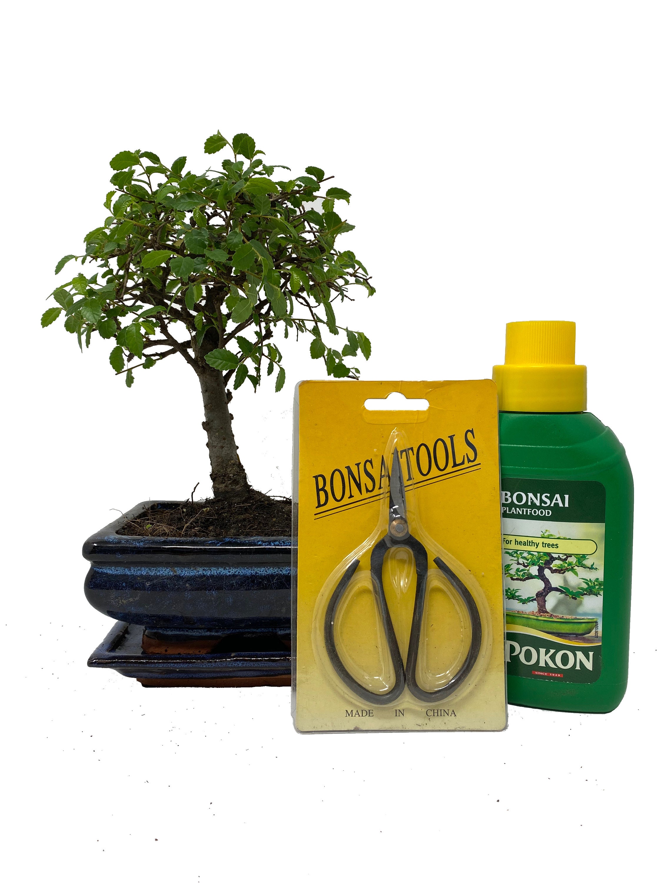 Chinese Elm Broom Style Bonsai Tree Supplied With Matching Etsy UK