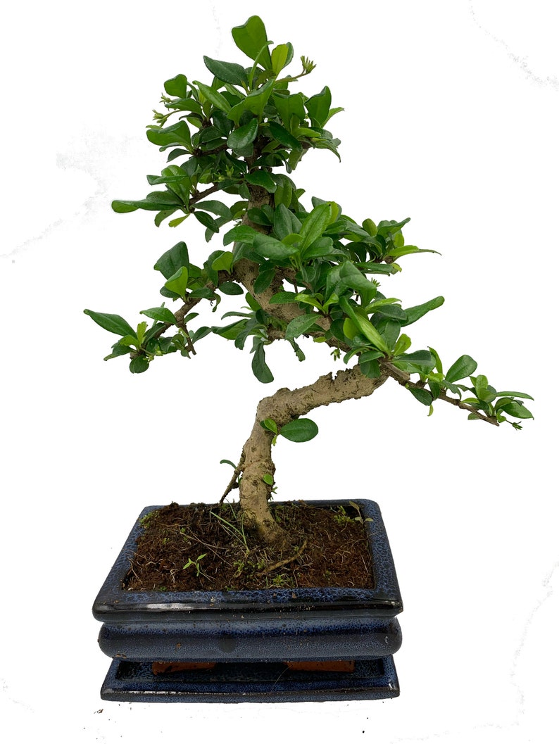 Carmona Fukien Tea Indoor Bonsai Tree Etsy