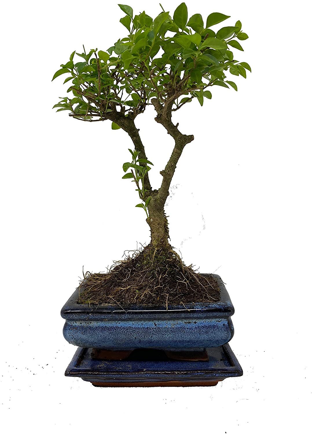 Ligustrum Indoor Bonsai Tree Etsy