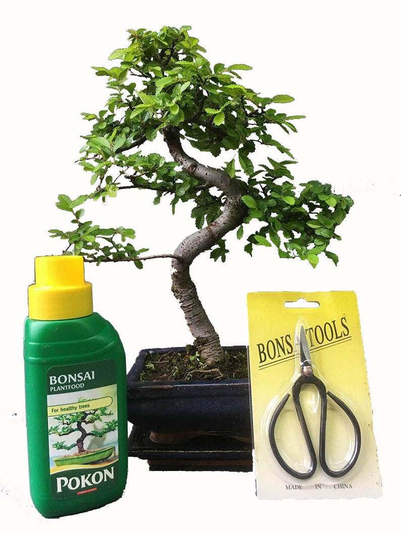 Bonsai Tree Gift Set Chinese Elm 2025cm in Blue Ceramic