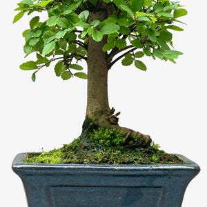 May include: A small green bonsai tree with a thick trunk and branches, growing in a blue ceramic pot with a matching saucer. The tree is potted in a bed of moss.